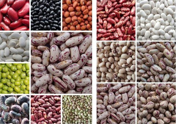 1 豆类汇集 beans.jpg