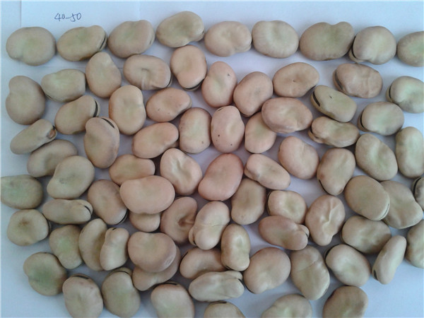 10 蚕豆 broad beans.jpg