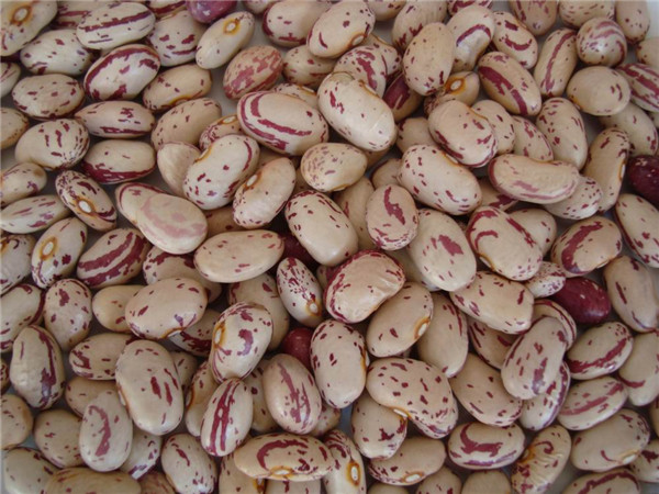 13 花芸豆 speckled kidney beans.jpg