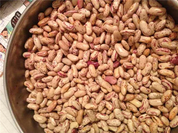12 花芸豆 speckled kidney beans.jpg