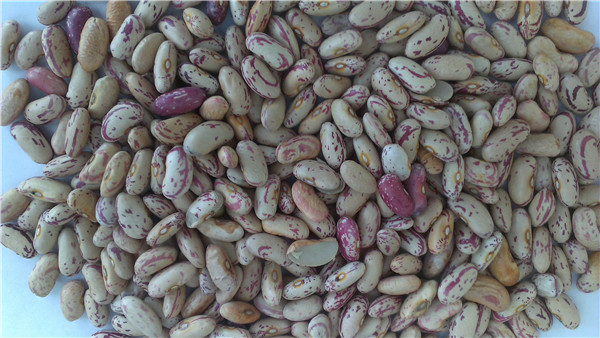 11 花芸豆 speckled kidney beans.jpg