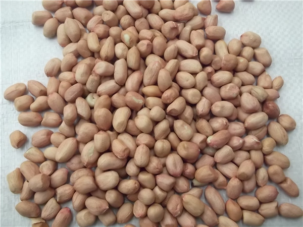15 花生仁 peanut kernels.jpg