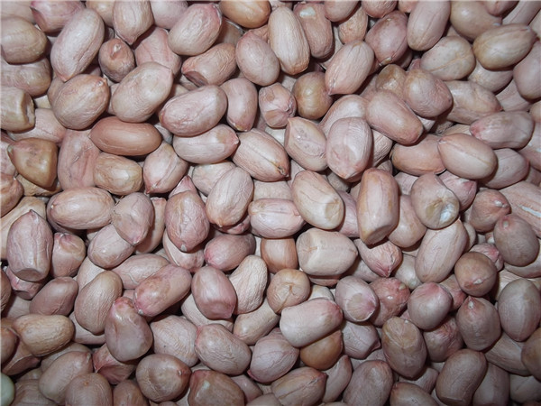 14 花生仁 peanut kernels.jpg