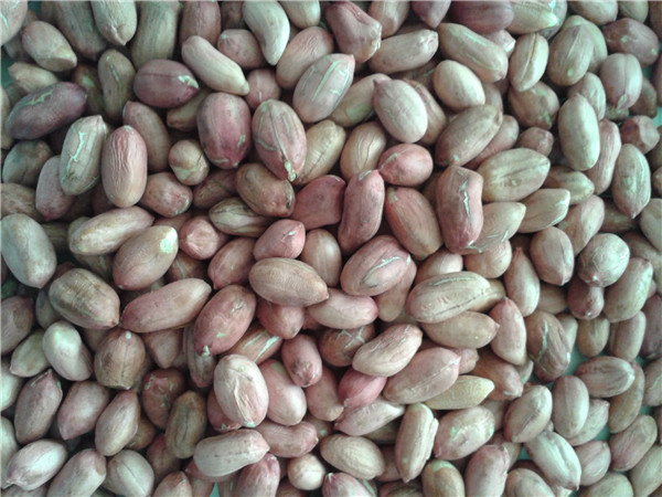 11 花生仁 peanut kernels.jpg